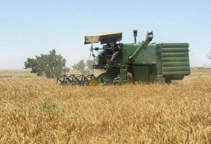 آغاز برداشت گندم مزارع استان بوشهر از 25 اسفند شروع برداشت گندم مزارع استان بوشهر از 25 اسفند