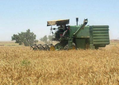 شروع برداشت گندم مزارع استان بوشهر از 25 اسفند