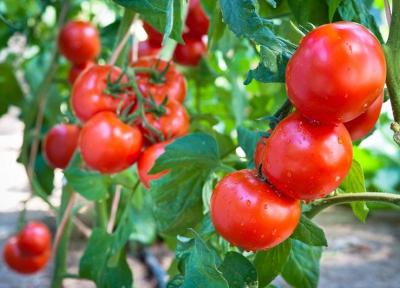 بهبود طعم و ارزش غذایی گوجه فرنگی