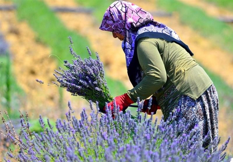 آغاز برداشت اسطوخودوس در ترکیه عکس شروع برداشت اسطوخودوس در ترکیه