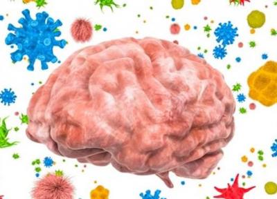 باکتری روده، محافظ سیستم عصبی مرکزی در برابر ویروس