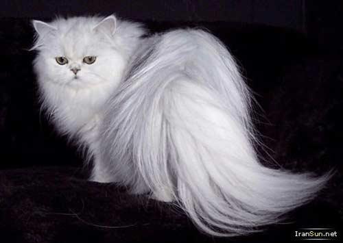 گربه ایرانی (Persian Cat) دوست داشتنی گربه ایرانی (Persian Cat) دوست داشتنی