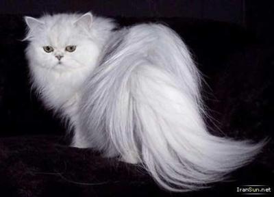 گربه ایرانی (Persian Cat) دوست داشتنی