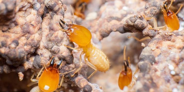 مقابله مورچه ها با بیماری محصولات زراعی