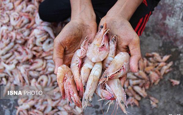برداشت بیش از 79 تن میگو از 147 هکتار مزرعه در پارسیان برداشت بیش از 79 تن میگو از 147 هکتار مزرعه در پارسیان