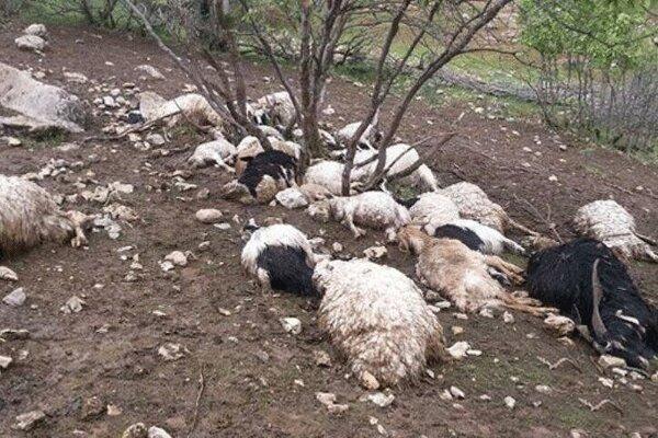 صاعقه 50 راس گوسفند را در دهلران تلف کرد