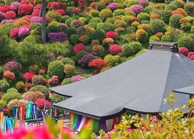 یک جهت پیاده روی رویایی برای توریست با چاشنی گلهای آزالیا! ، تصاویر