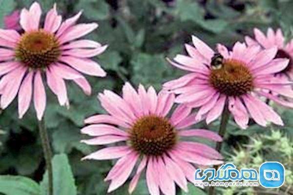 سرخار گل، افزایش دهنده گلبول های سفید سرخار گل، افزایش دهنده گلبول های سفید