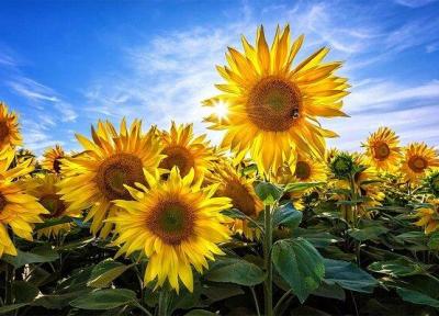 آسمان گیلان آفتابی می گردد