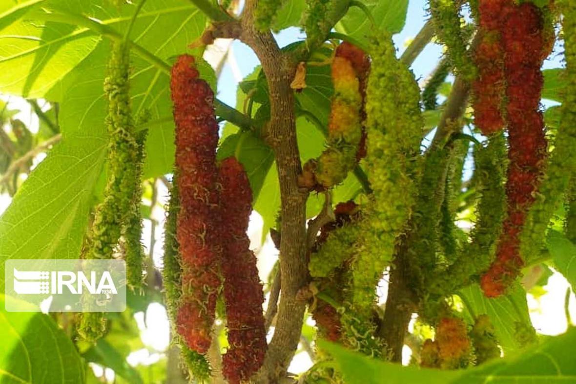 میوه عجیبی که تا حالا ندیدید تصاویر میوه عجیبی که تا حالا ندیدید