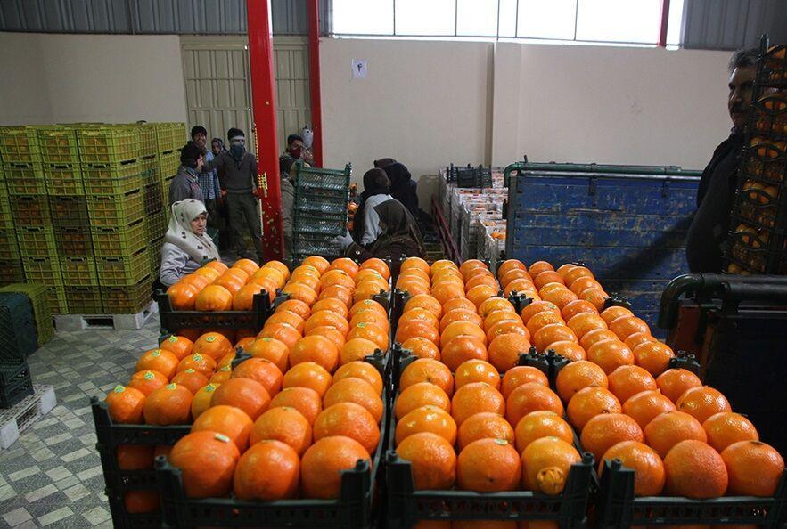 خبرنگاران 450 تن میوه در شهرستان ری توزیع می گردد