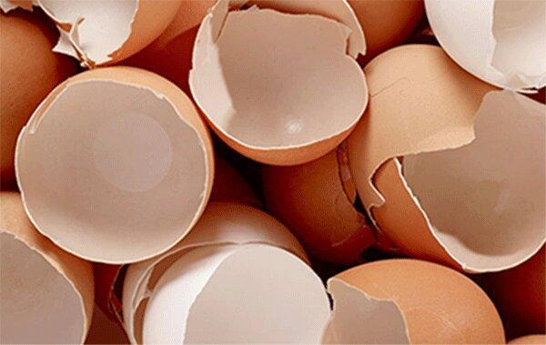 8 دلیلی که نباید پوست تخم مرغ را دور بیندازیم