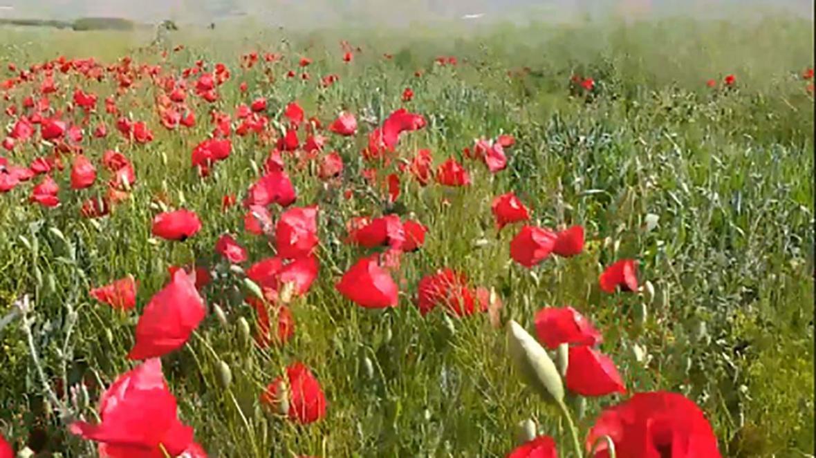 چشم اندازی از طبیعت بهاری در تکه