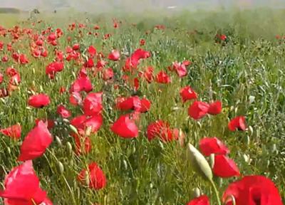 چشم اندازی از طبیعت بهاری در تکه