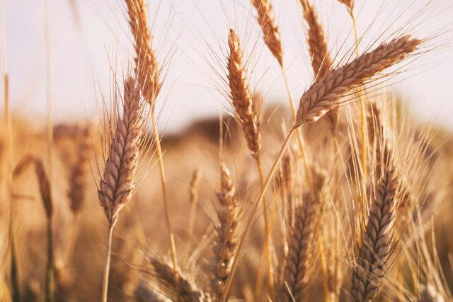 بیش از 12 هزار تن گندم و کلزا از کشاورزان هرمزگانی خریداری شد
