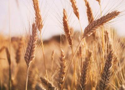 بیش از 12 هزار تن گندم و کلزا از کشاورزان هرمزگانی خریداری شد