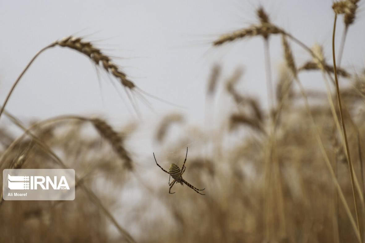 خبرنگاران خرید 15 هزار تن گندم از کشاورزان لرستان