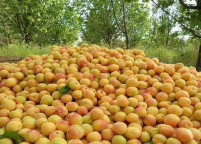 افزایش 12 درصدی تولید زردآلو در آذربایجان غربی