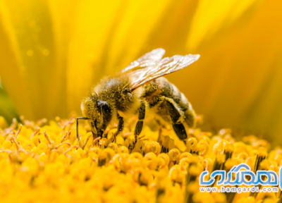 درمان 6 بیماری با زهر زنبور عسل