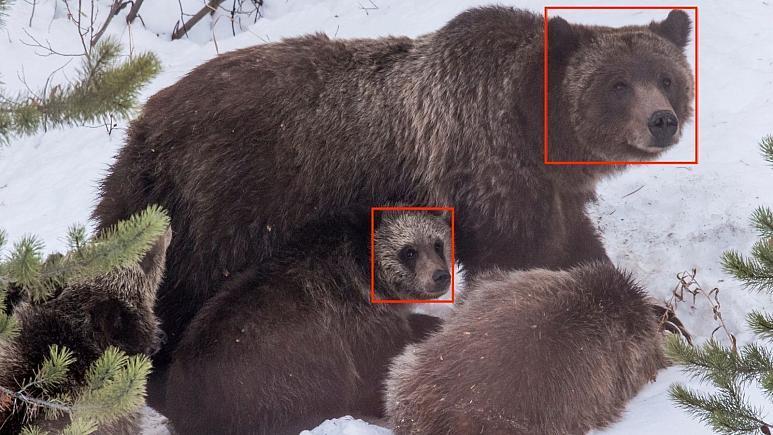 ردیابی خرس&lrm&zwnjهای گریزلی با فناوری تشخیص چهره