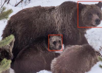 ردیابی خرس&lrm&zwnjهای گریزلی با فناوری تشخیص چهره