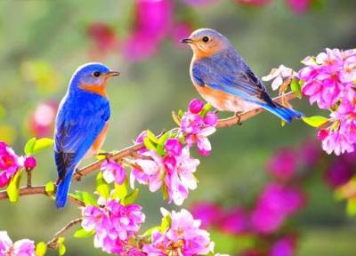شعر چلچله باد شمال (متن های مختلف)