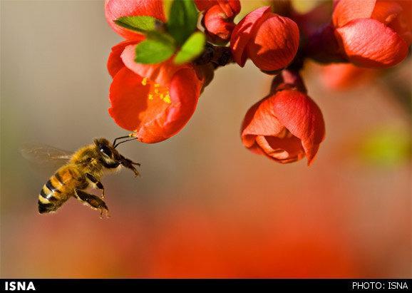 زنبورهای خراسان جنوبی دو برابر سال 98 عسل تولید کردند