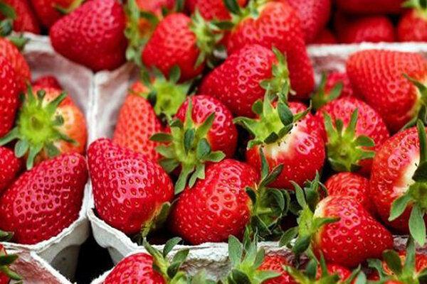 خوردن توت فرنگی برای این افراد ممنوع خوردن توت فرنگی برای این افراد ممنوع