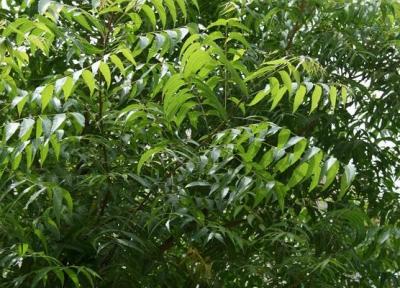 درمان اگزما پوستی بوسیله درخت همیشه سبز گرمسیری (Neem)