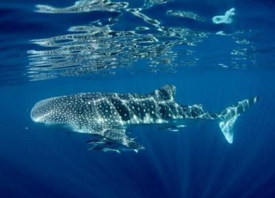 مجذوب کننده ترین مکان ها برای دیدن و شنا با کوسه نهنگ ها