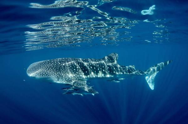 مجذوب کننده ترین مکان ها برای دیدن و شنا با کوسه نهنگ ها