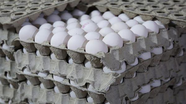 قیمت هر شانه تخم مرغ از 55 هزار تومان گذشت