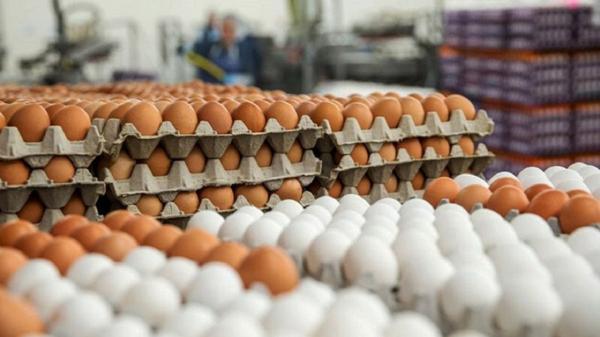 آیا تخم مرغ باز هم گران می گردد؟
