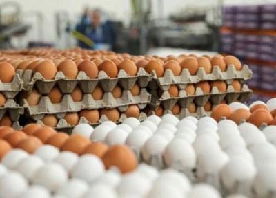 آیا تخم مرغ باز هم گران می گردد؟