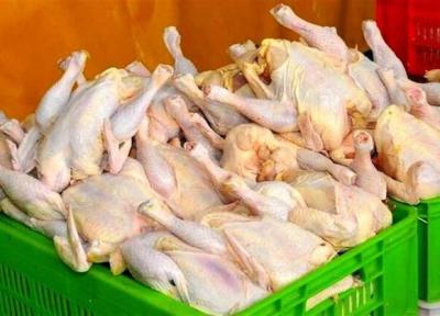 افزایش فراوری جوجه یک روزه از آبان، فراوانی مرغ در راه است