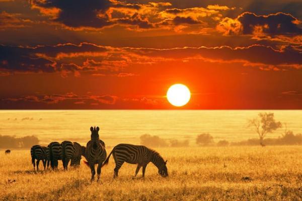 سافاری آفریقا، بخش اول: از برنامه ریزی تا انتخاب نوع سفر