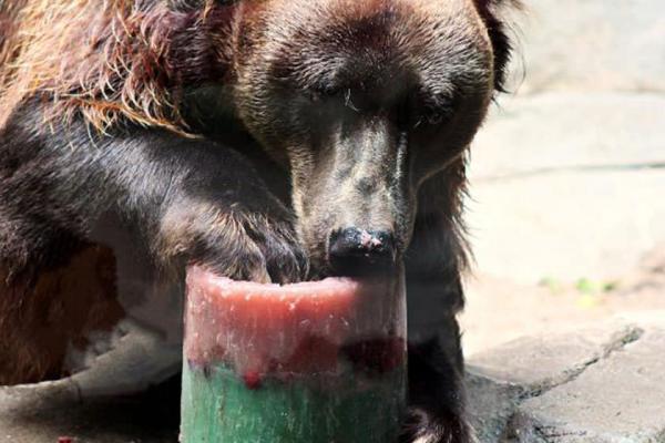ساخت ویلا کردان: باغ وحش های آمریکا چطور حیوانات را در موج گرما، خنک نگه می دارند؟