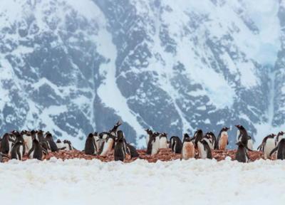 با تور مجازی از رویداد هنری قطب جنوب بازدید کنید