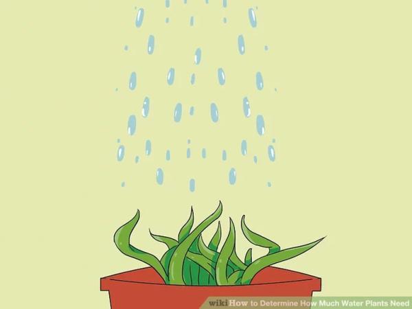 از کجا بفهمیم هر گیاه به چه اندازه آب احتیاج دارد؟