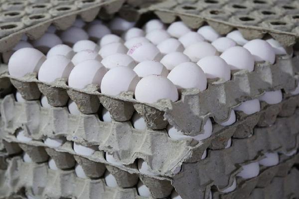 گرما؛ تخم مرغ را ارزان کرد ، قیمت هر شانه تخم مرغ 30عددی چند شد؟