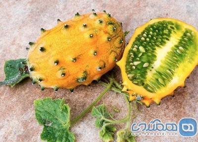 معروف ترین میوه های عجیب دنیا: سفری به دنیای طعم های ناشناخته معروف ترین میوه های عجیب دنیا: سفری به دنیای طعم های ناشناخته